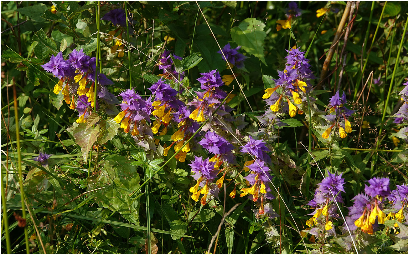 Изображение особи Melampyrum nemorosum.