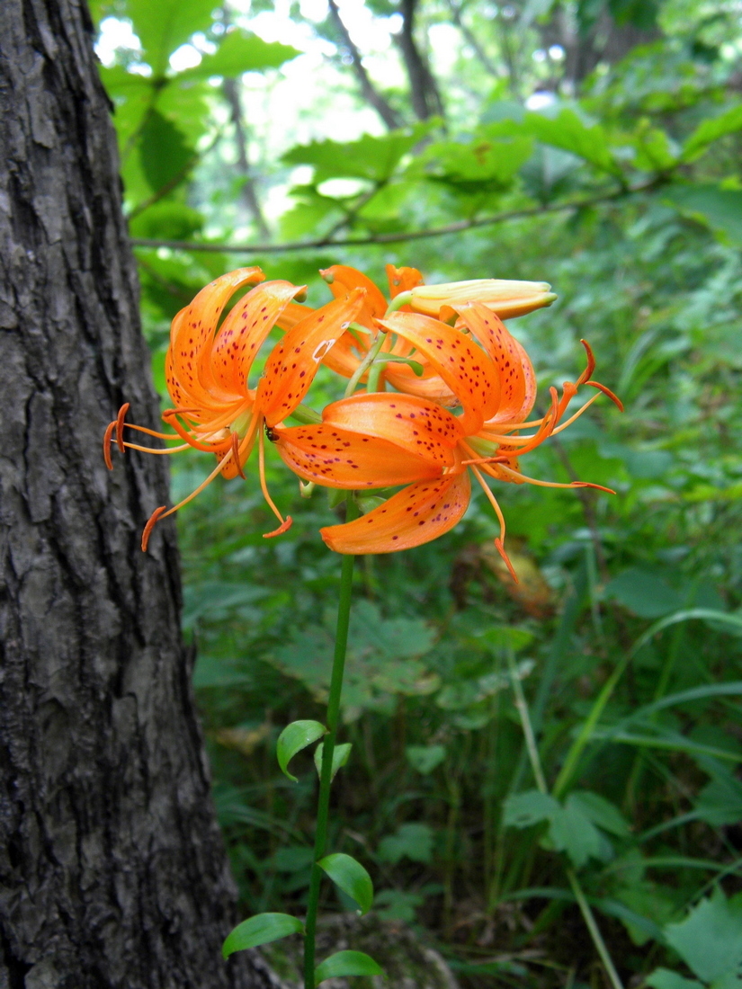 Изображение особи Lilium distichum.