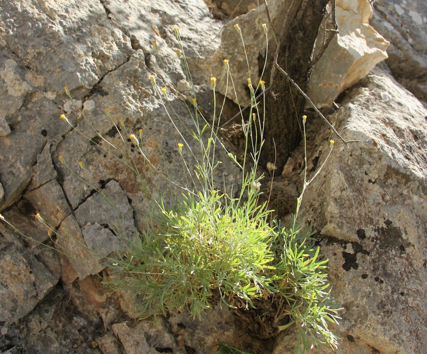 Image of Lepidolopha nuratavica specimen.