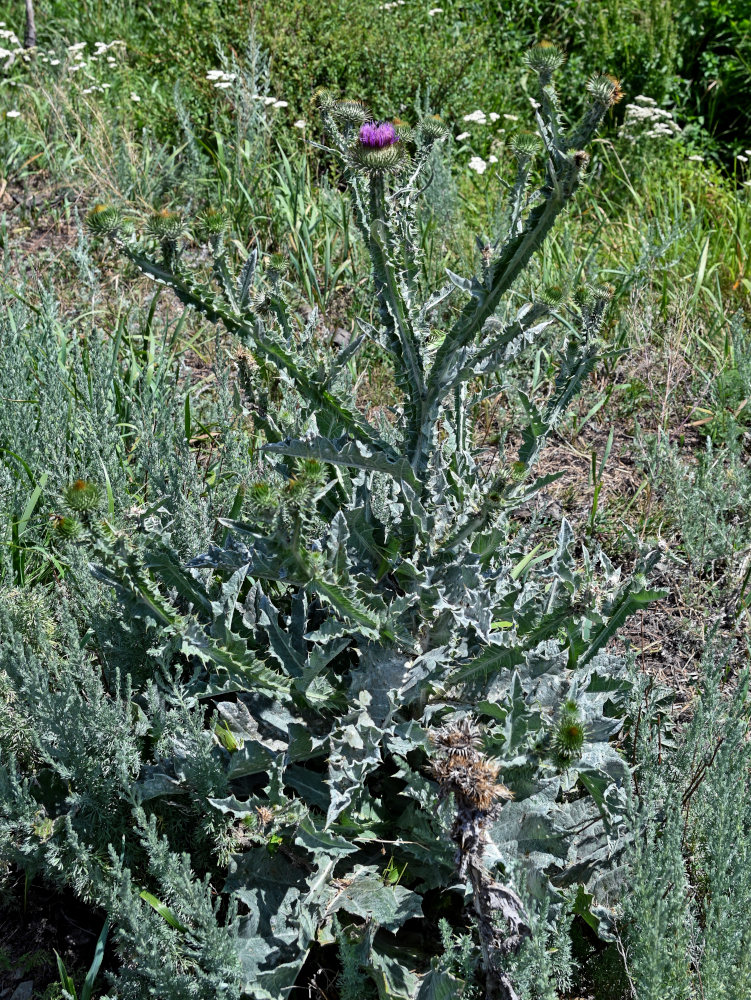 Image of Onopordum acanthium specimen.