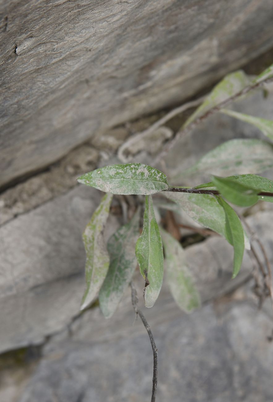 Image of Aster bessarabicus specimen.