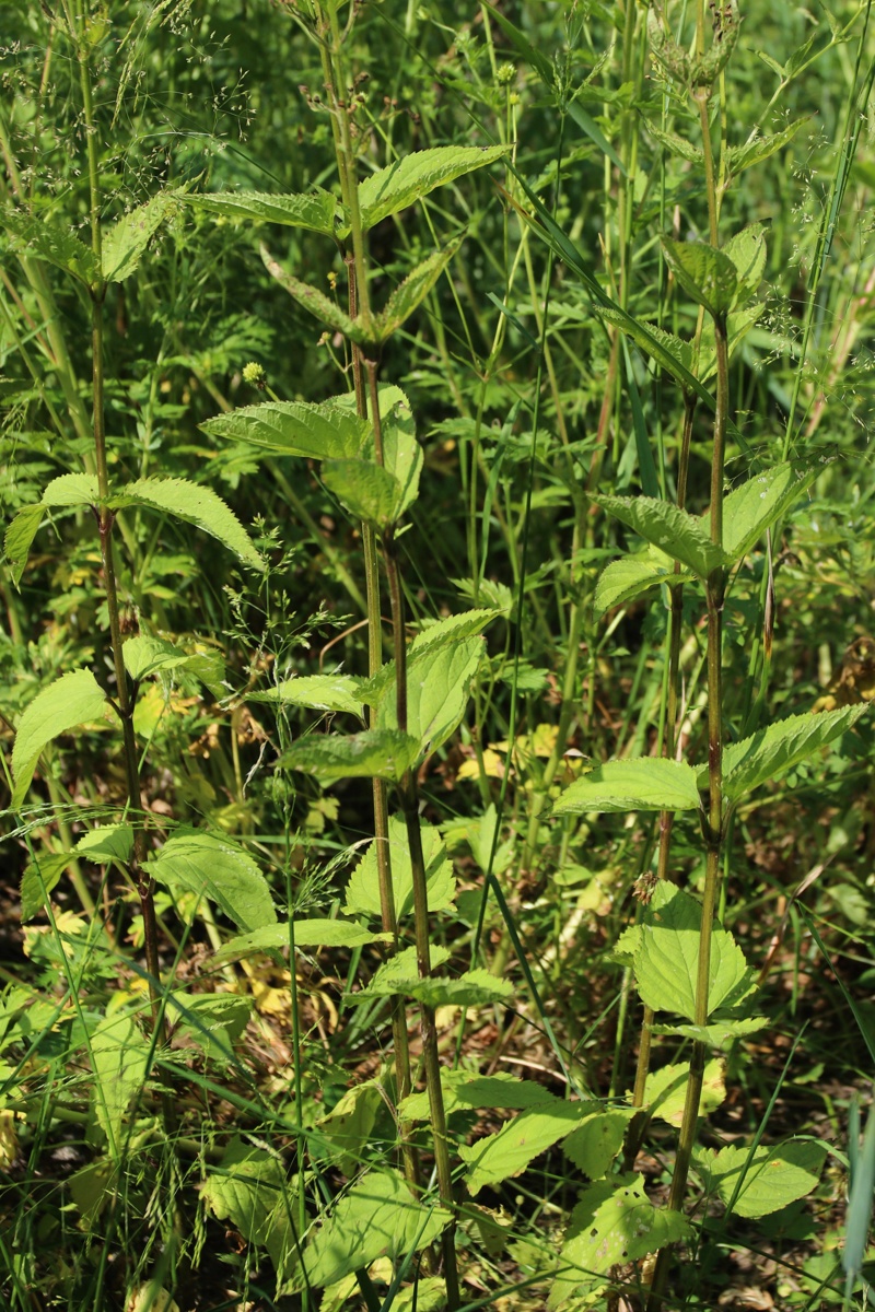 Image of Scrophularia nodosa specimen.