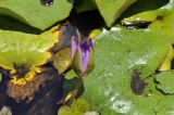 Nymphaea nouchali variety caerulea. Бутон и листья. Вьетнам, провинция Кханьхоа, окр. г. Нячанг, остров Орхидей (Hoa Lan), пруд. 07.09.2023.