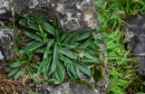 Plantago lanceolata