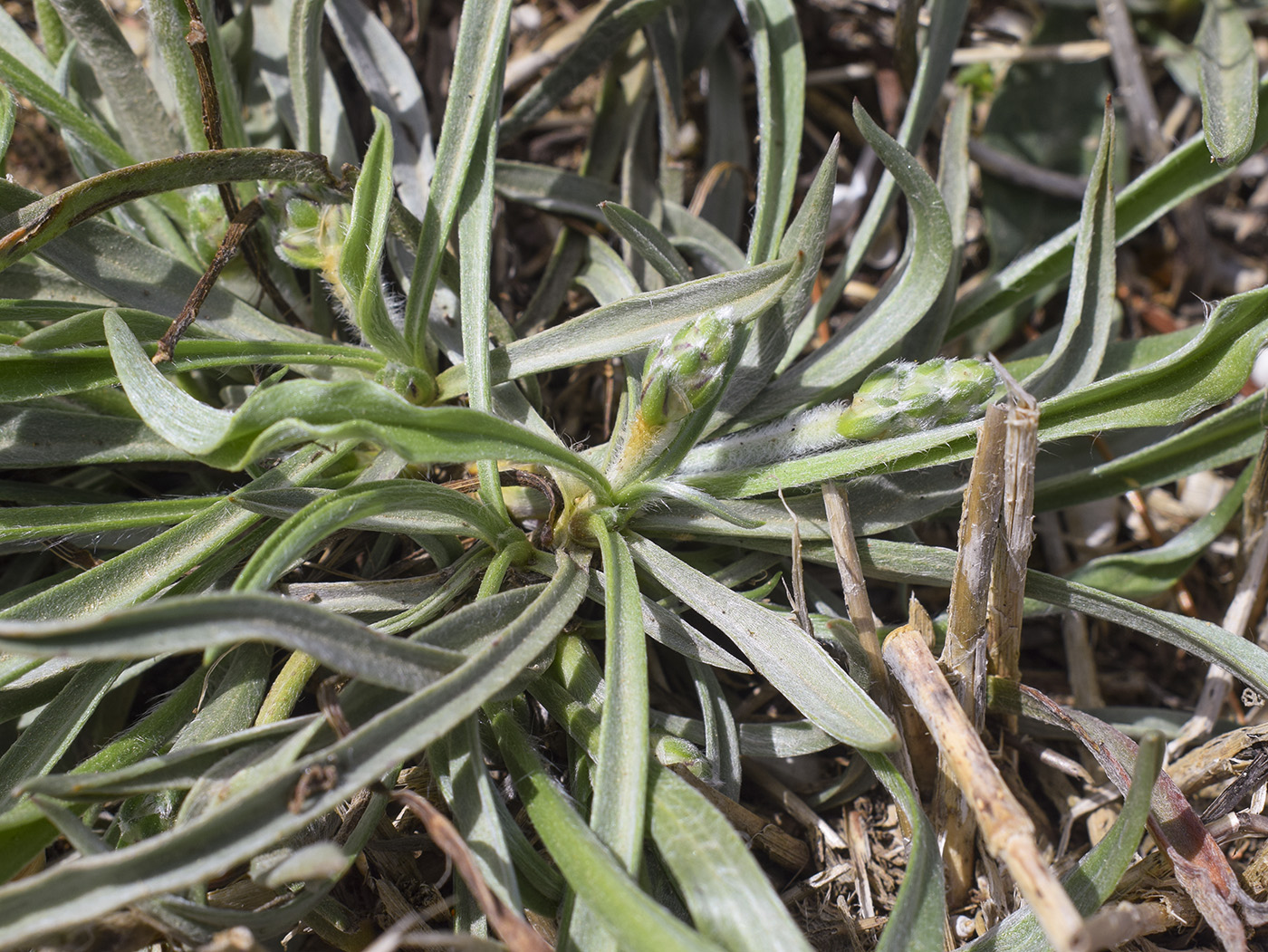 Image of Plantago albicans specimen.