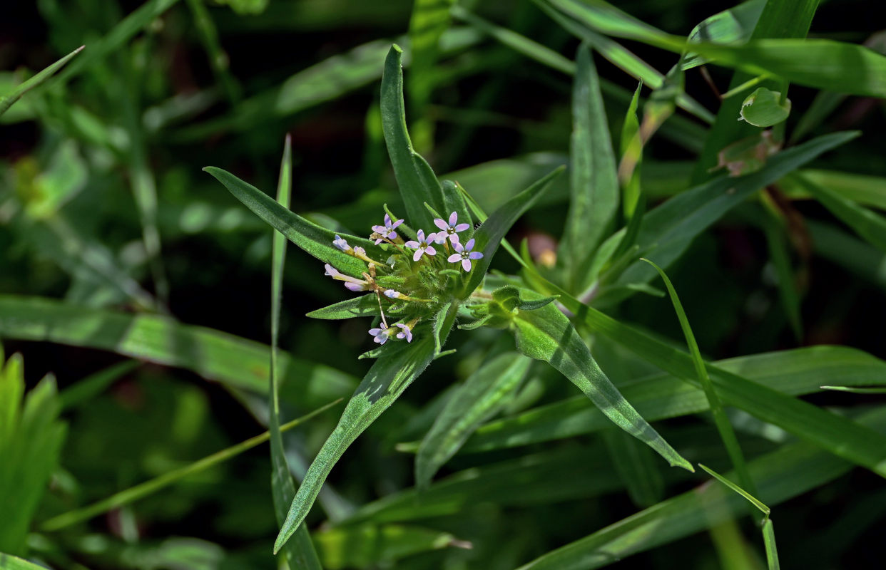 Image of Collomia linearis specimen.