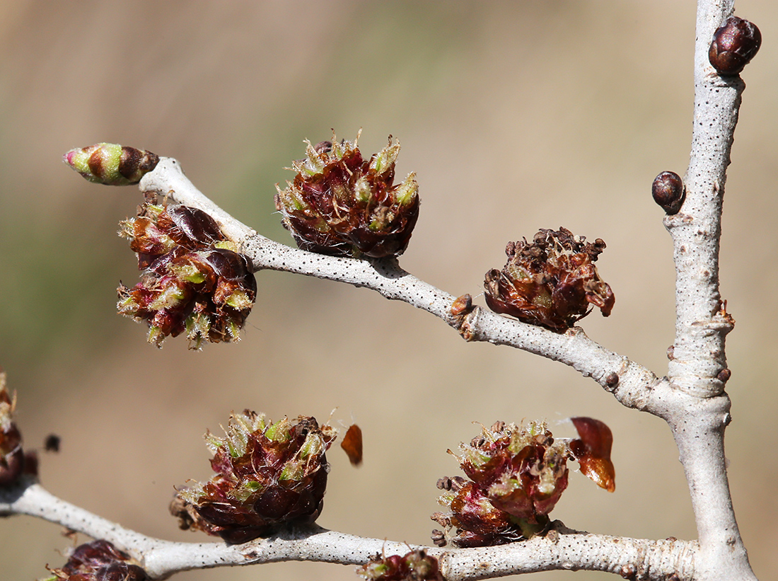 Image of Ulmus pumila specimen.