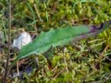 genus Hieracium