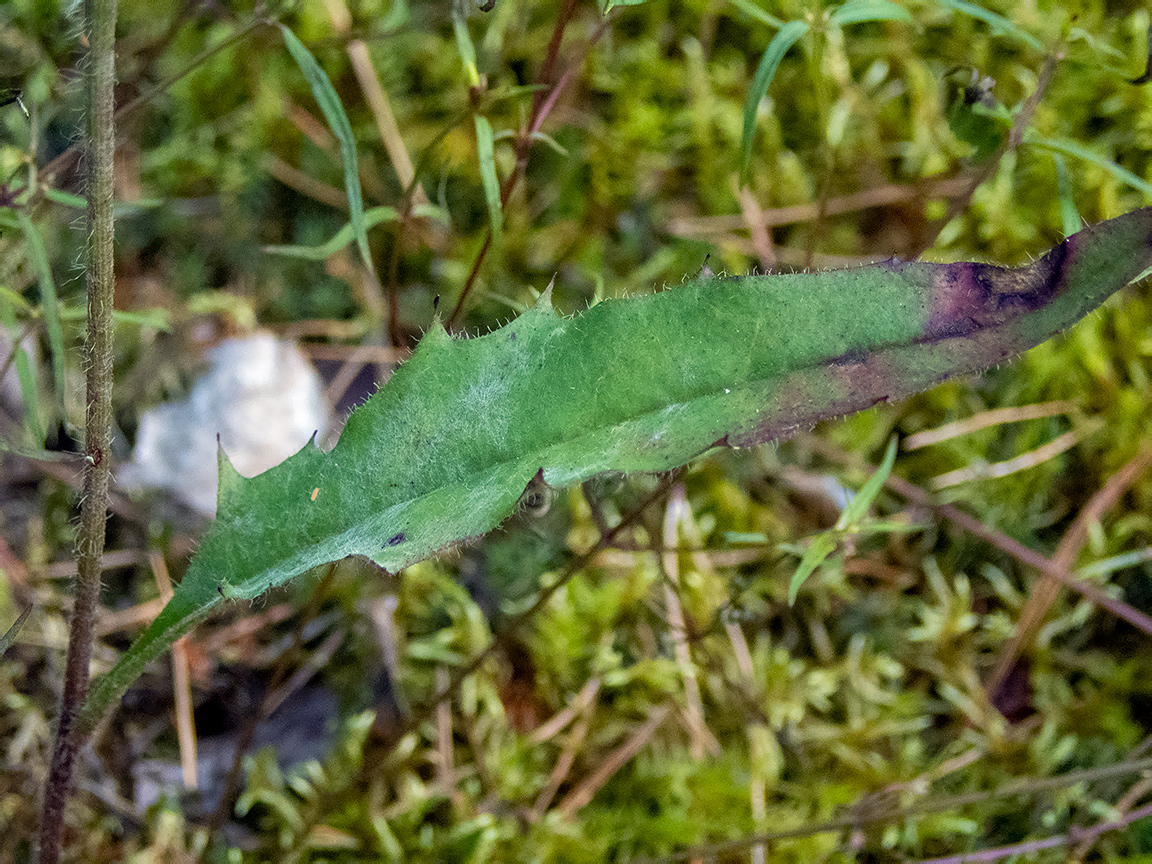 Image of genus Hieracium specimen.