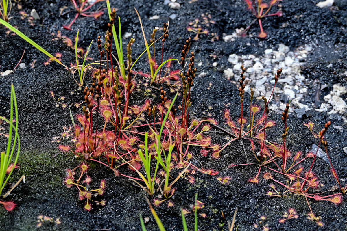 Image of Drosera rotundifolia specimen.