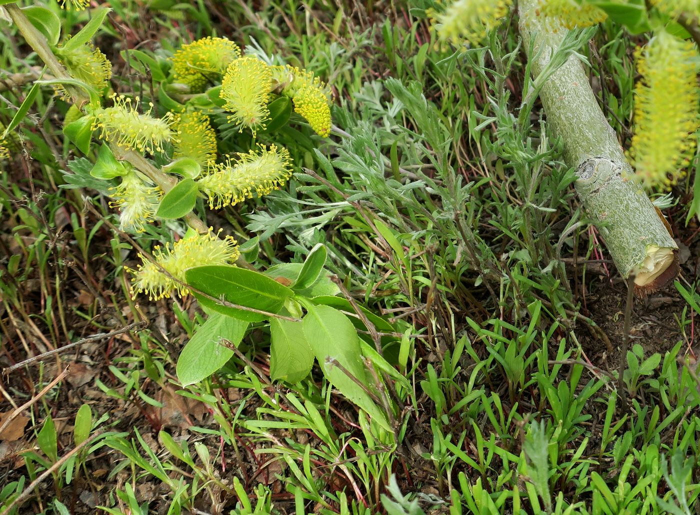 Изображение особи Salix excelsa.