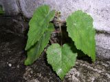 Betula pubescens