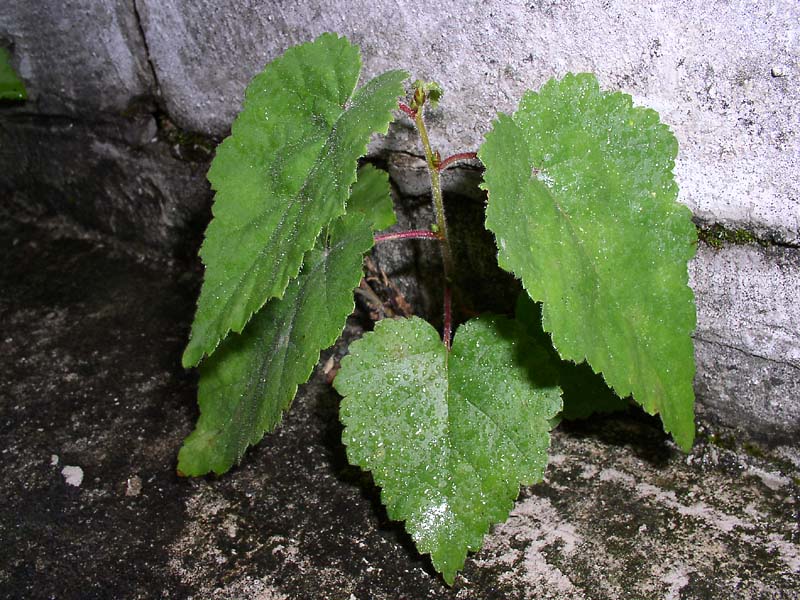 Image of Betula pubescens specimen.