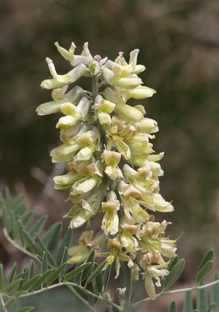 Изображение особи Pseudosophora alopecuroides.