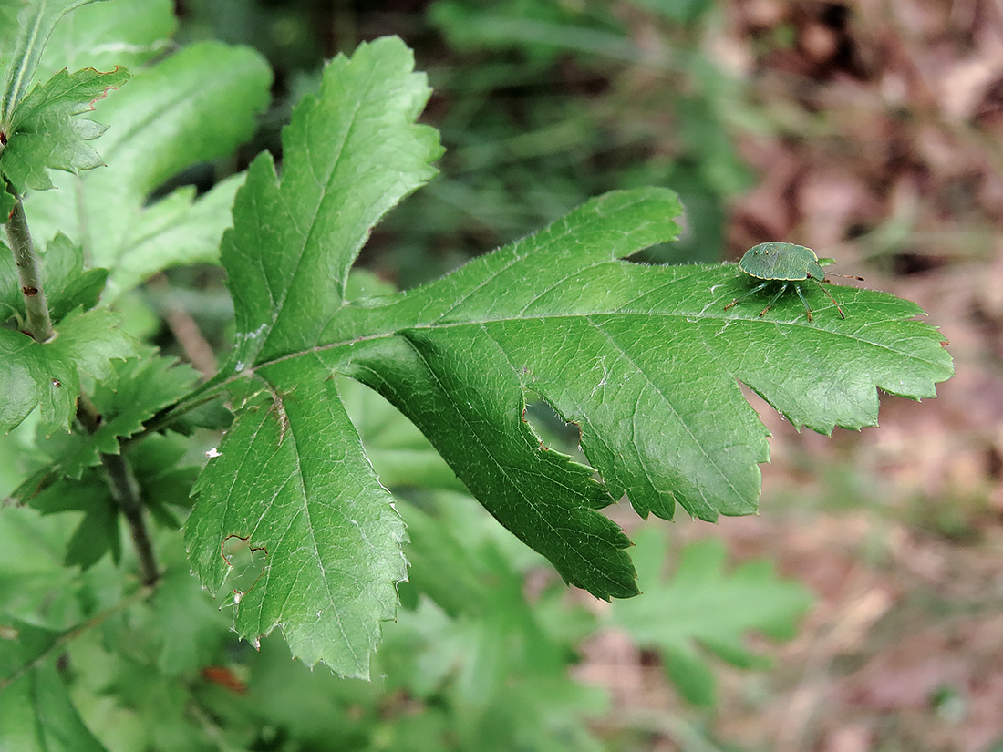 Image of Crataegus monogyna specimen.