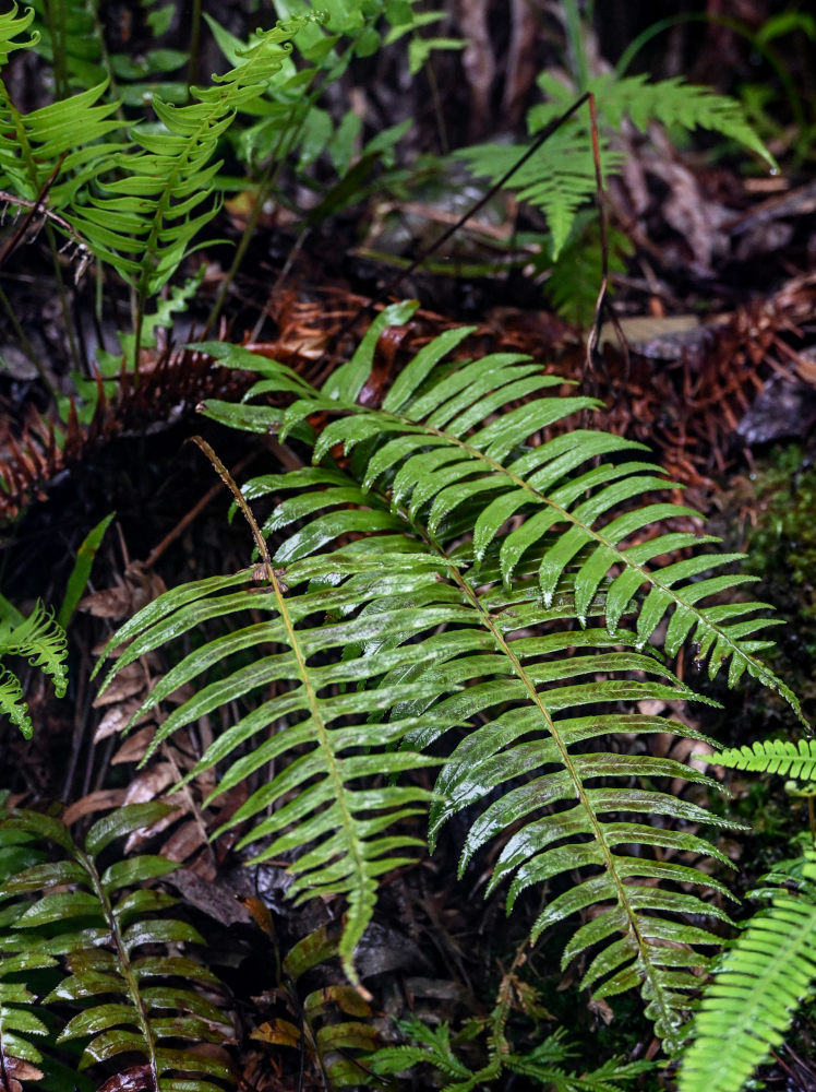 Image of Plagiogyria japonica specimen.