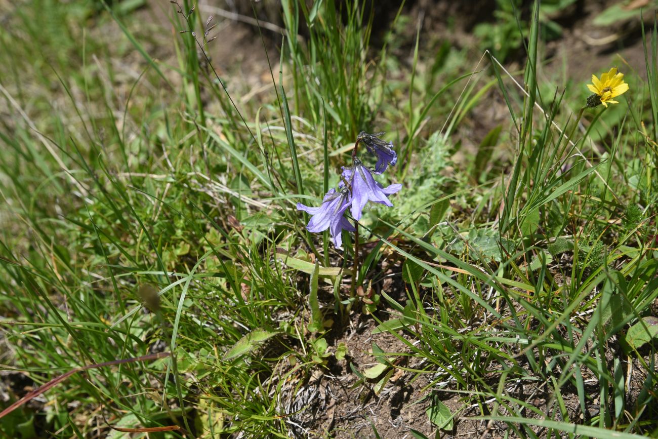 Изображение особи род Campanula.