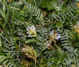 Astragalus tibetanus