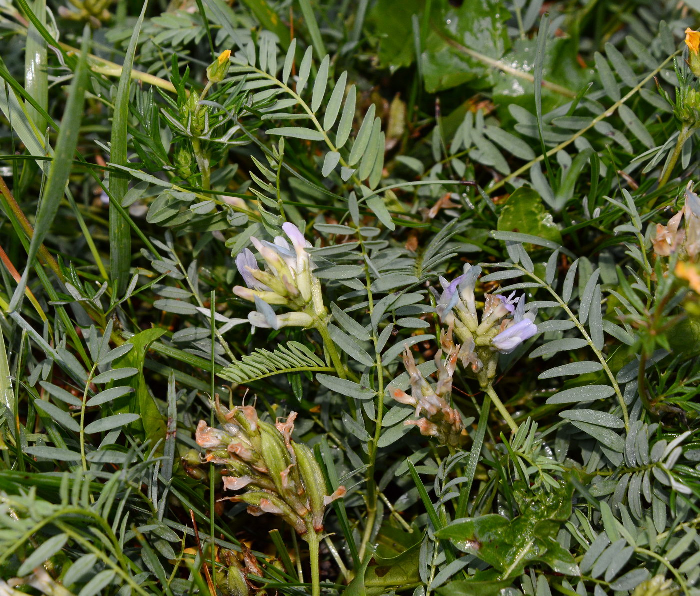 Изображение особи Astragalus tibetanus.