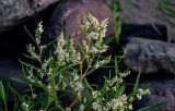 Aconogonon variety laxmannii