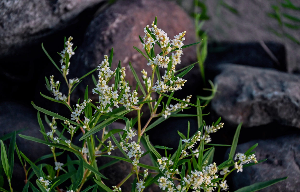 Изображение особи Aconogonon ocreatum var. laxmannii.