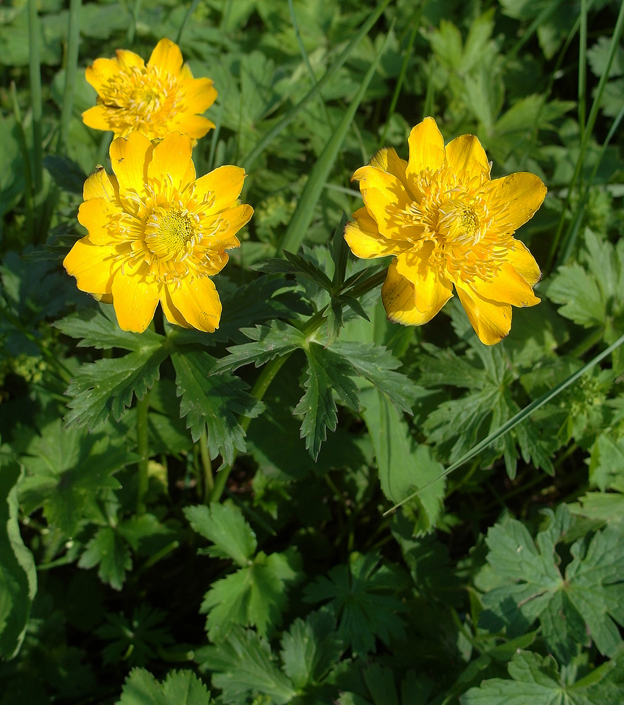 Изображение особи Trollius dschungaricus.