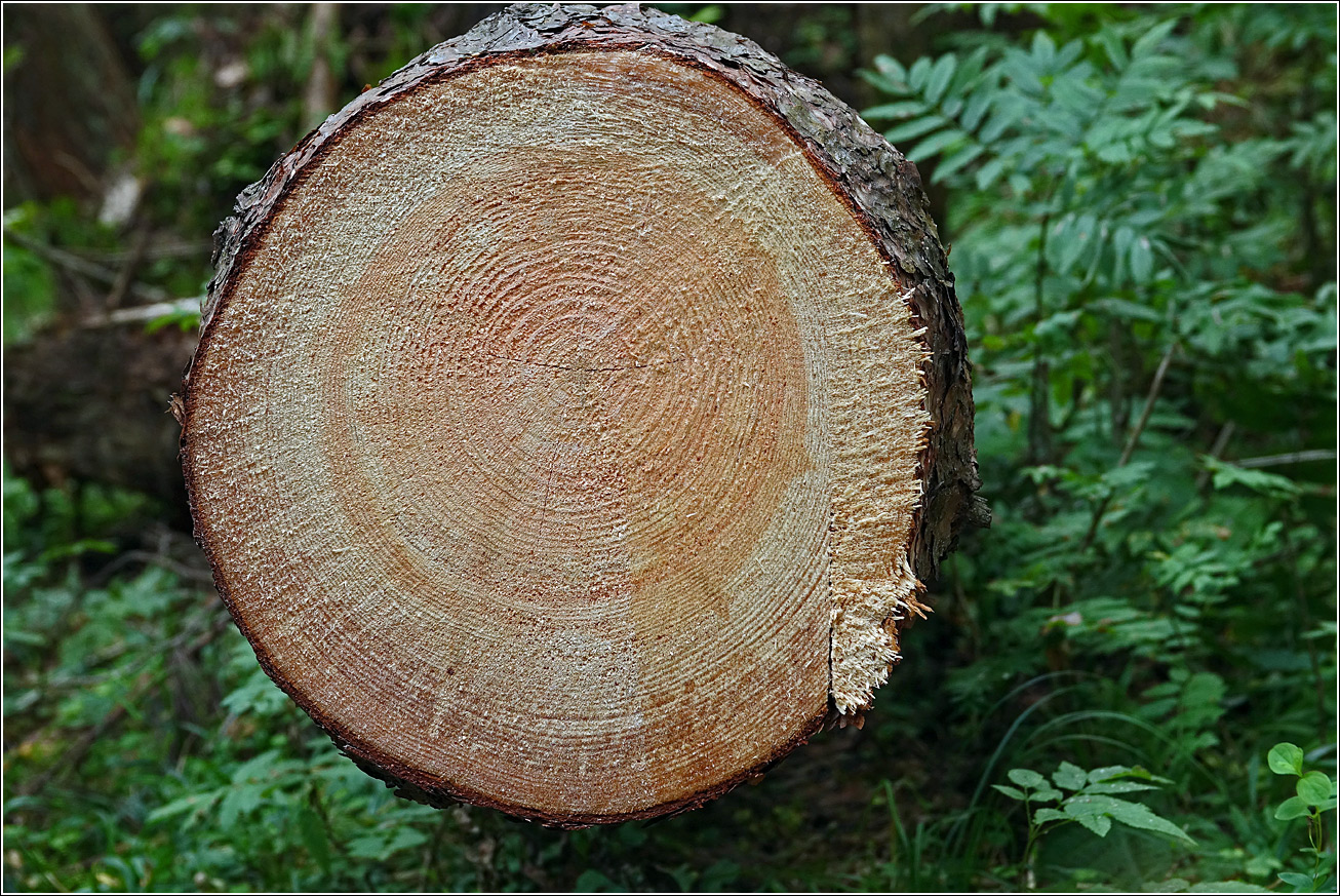 Изображение особи Pinus sylvestris.