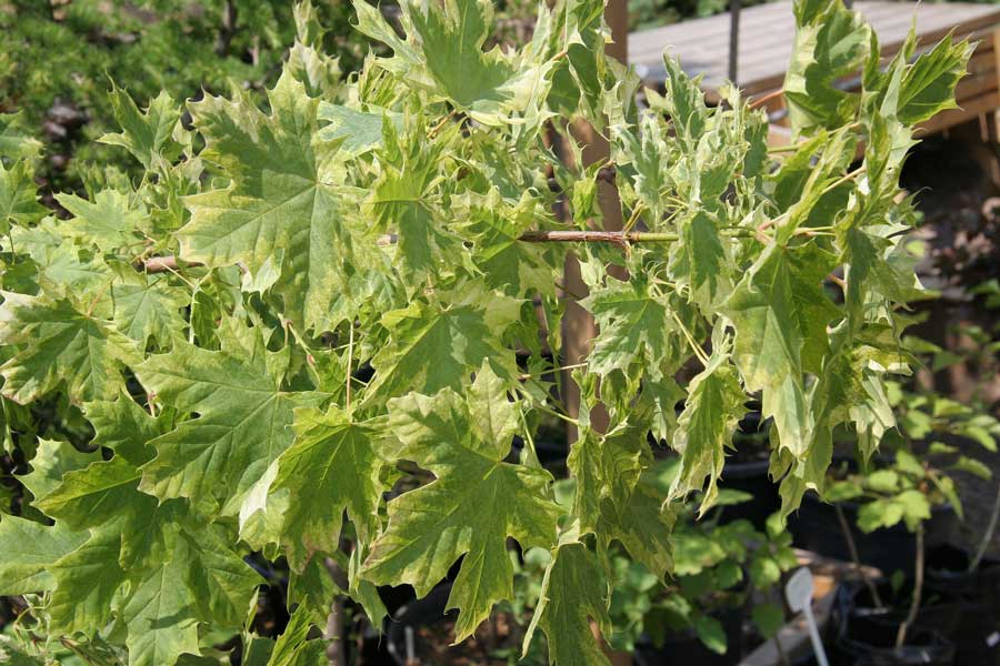 Image of Acer platanoides specimen.