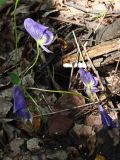 Aconitum consanguineum. Верхушка цветущего побега. Хабаровский край, окр. г. Комсомольск-на-Амуре, Силинский лесопарк, в овражке. 18.08.2024.