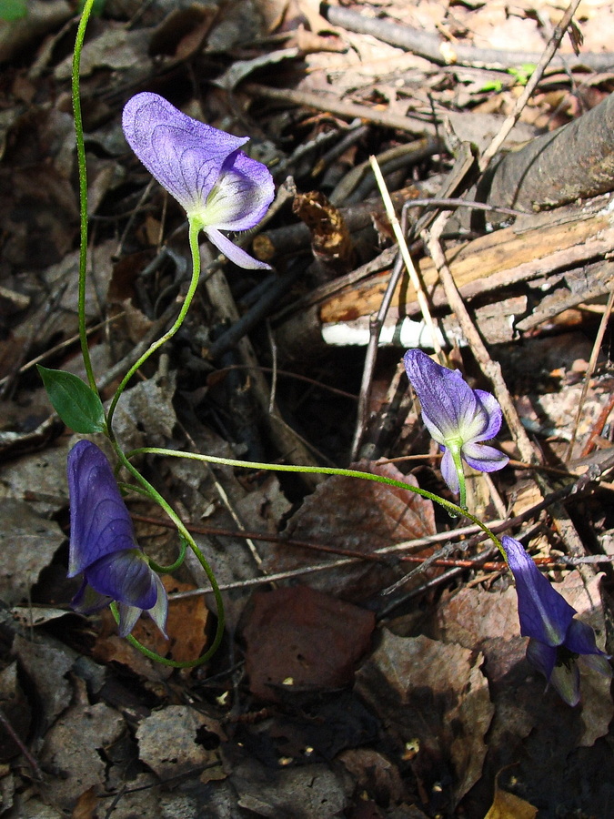 Изображение особи Aconitum consanguineum.