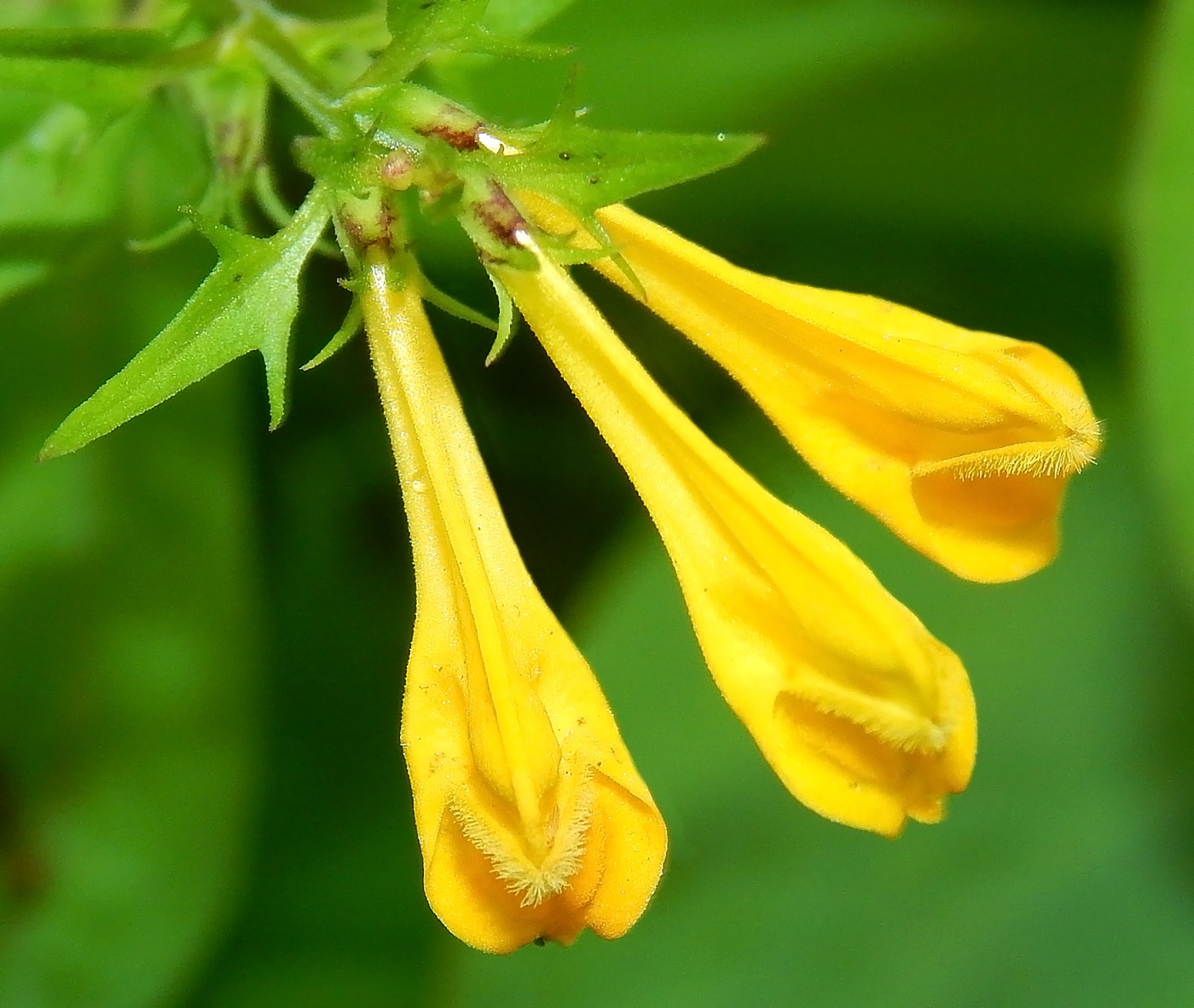 Image of Melampyrum sylvaticum specimen.