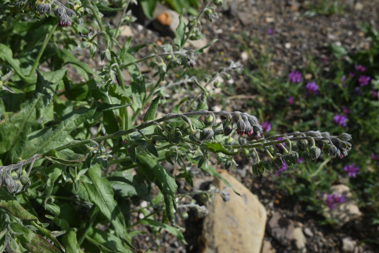 Image of Cynoglossum officinale specimen.