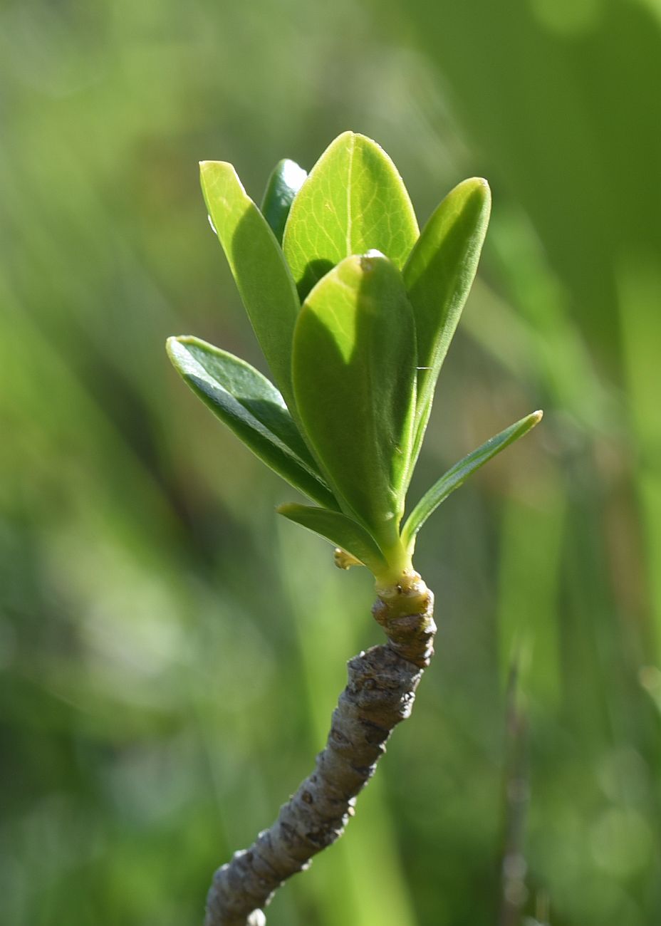 Image of genus Daphne specimen.