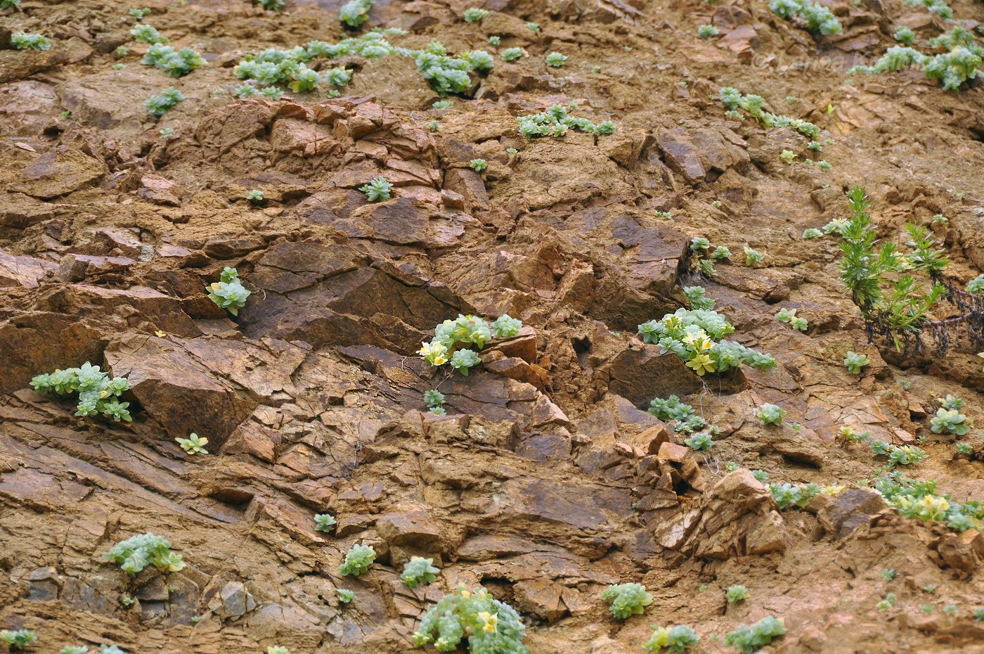 Image of Linaria japonica specimen.