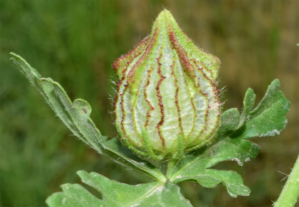 Изображение особи Hibiscus trionum.