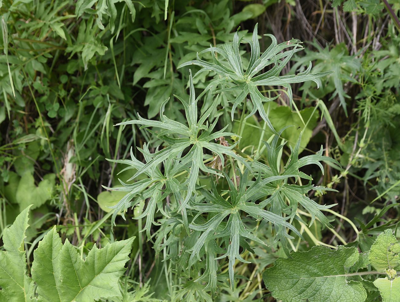 Изображение особи семейство Ranunculaceae.