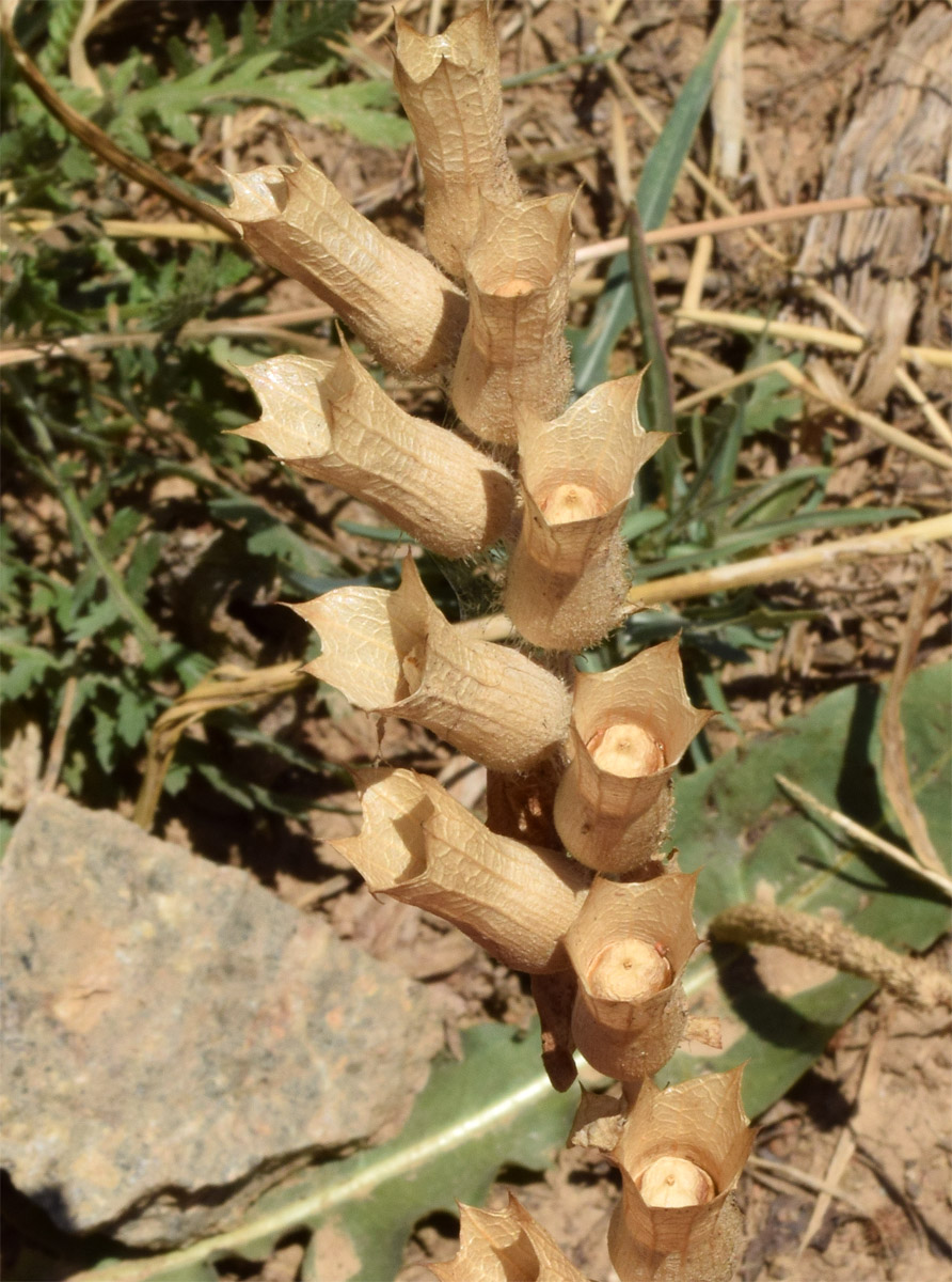 Image of Hyoscyamus niger specimen.