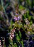 Calluna vulgaris