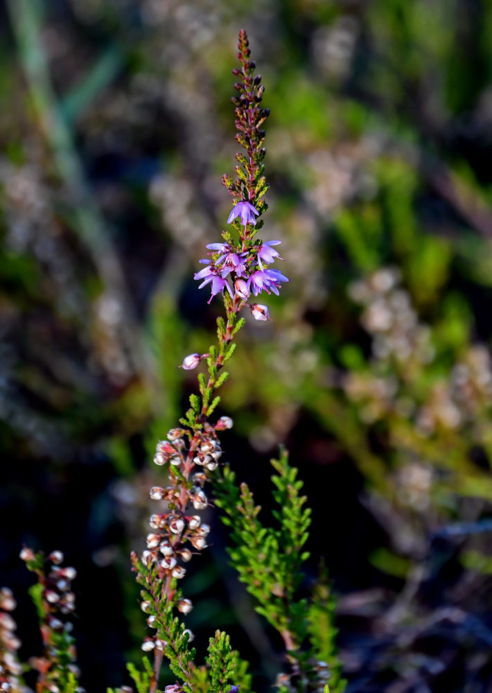 Image of Calluna vulgaris specimen.