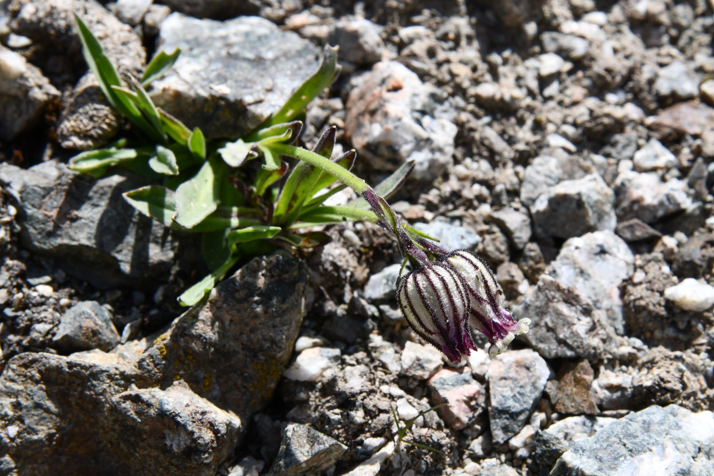 Изображение особи Gastrolychnis gonosperma.