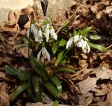 Galanthus rizehensis