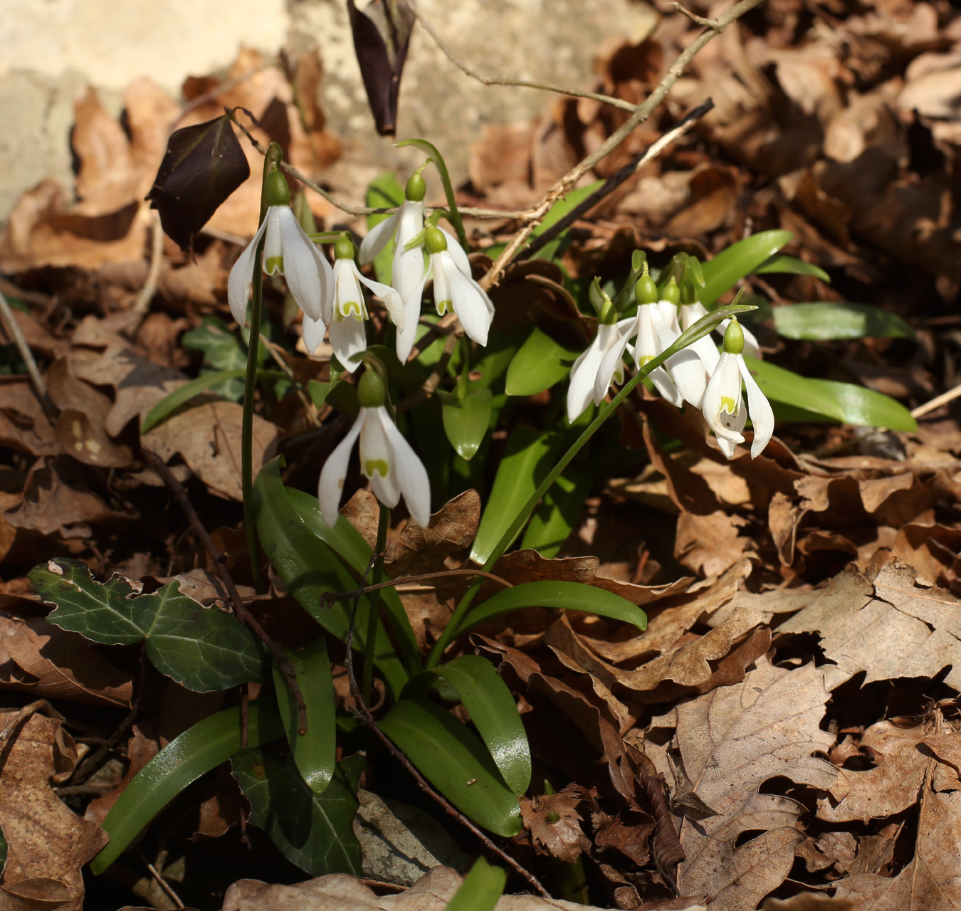 Изображение особи Galanthus rizehensis.