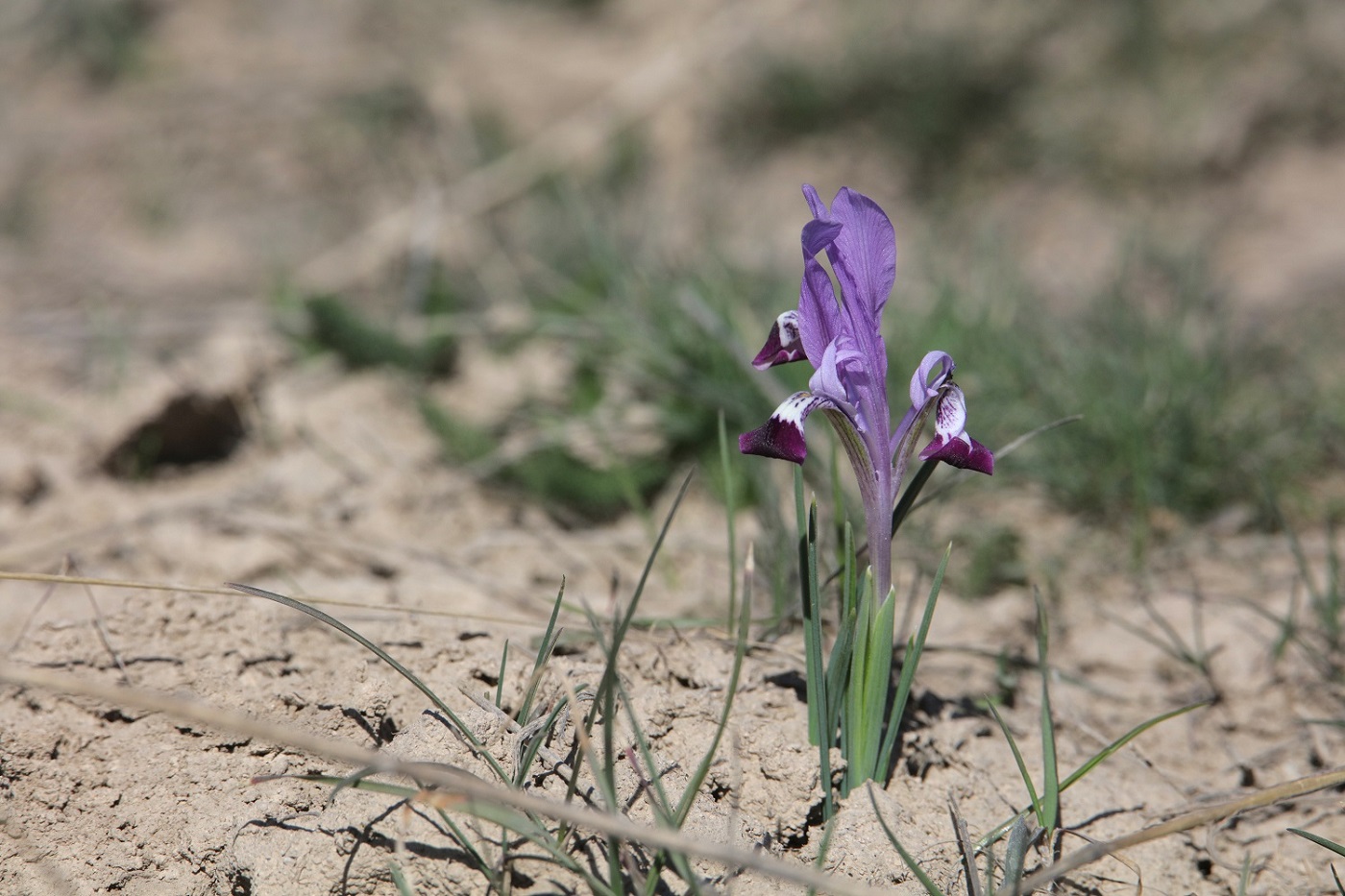 Изображение особи Iridodictyum kolpakowskianum.