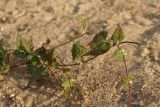 Fallopia dumetorum