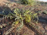 Astragalus longipetalus