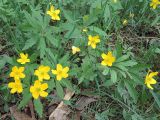Anemone ranunculoides