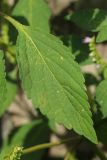 View full-size image Elsholtzia ciliata