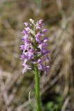 Смотреть изображение Dactylorhiza baltica