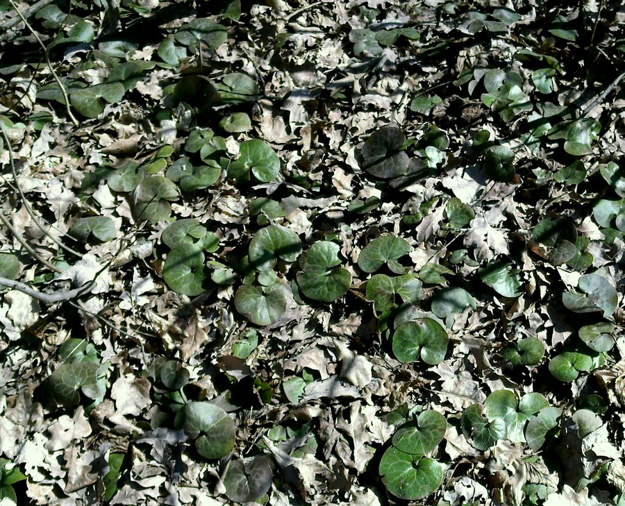 Image of Asarum europaeum specimen.