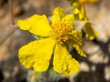 View full-size image Helianthemum georgicum